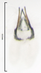 Pseudocaeciliidae