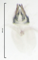 Pseudocaeciliidae