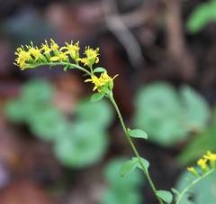 Solidago ulmifolia ulmifolia