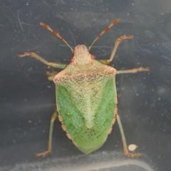 Thyanta pallidovirens