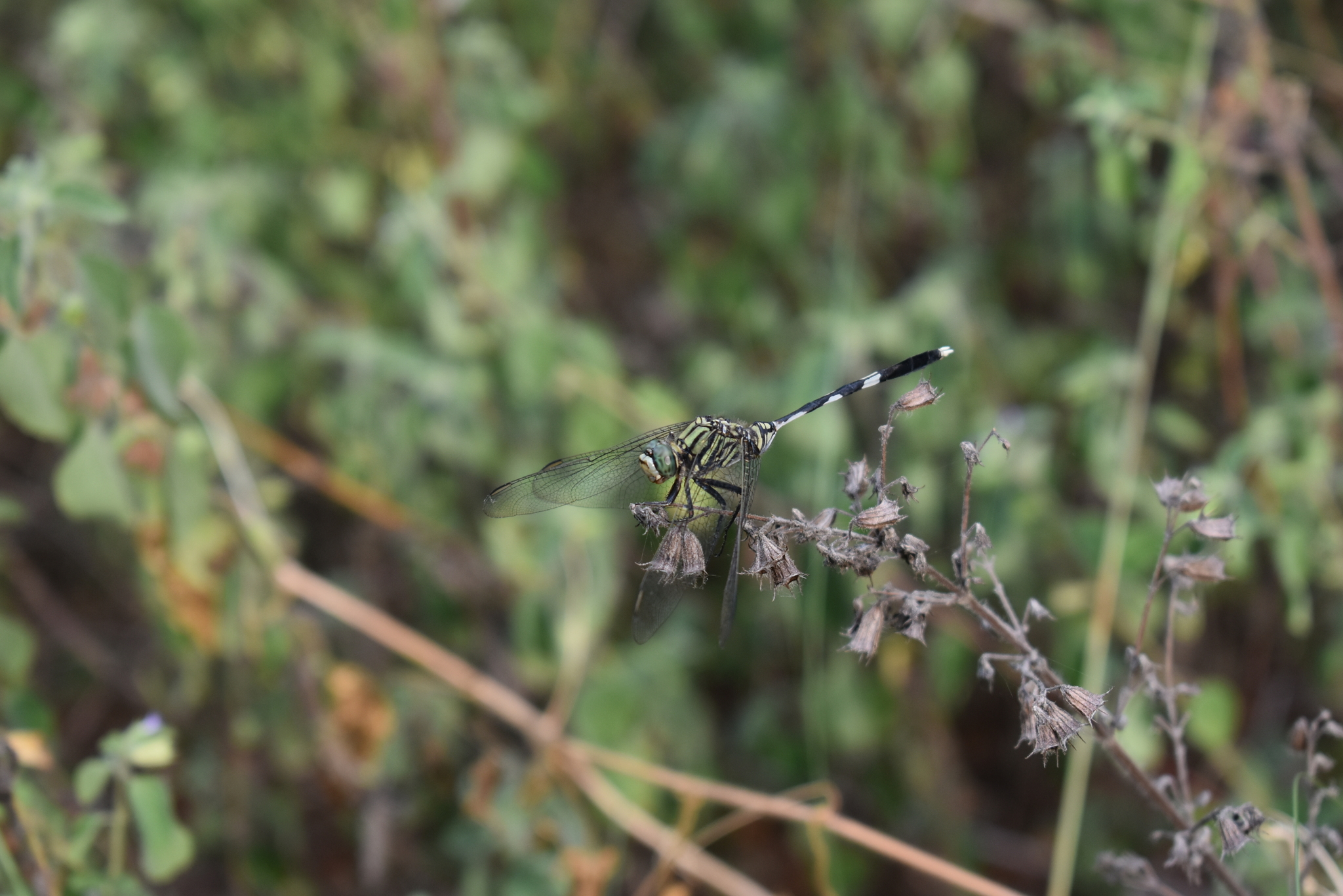 Slender Skimmer