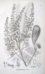 Schizolobium parahyba