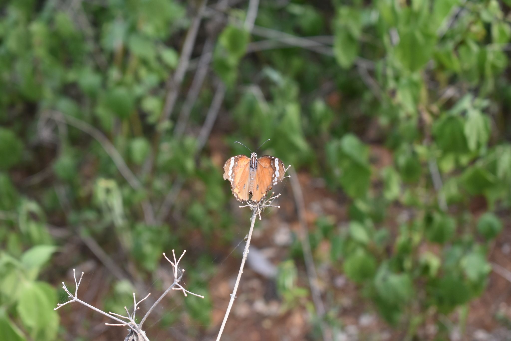 Plain Tiger