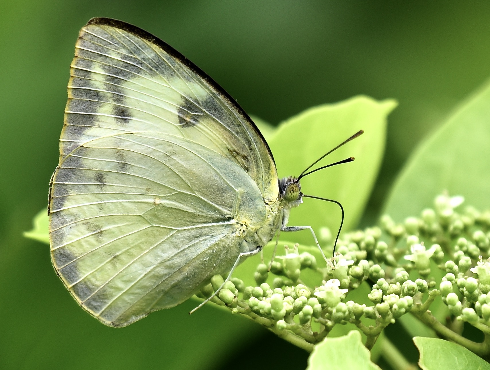 Lemon Emigrant