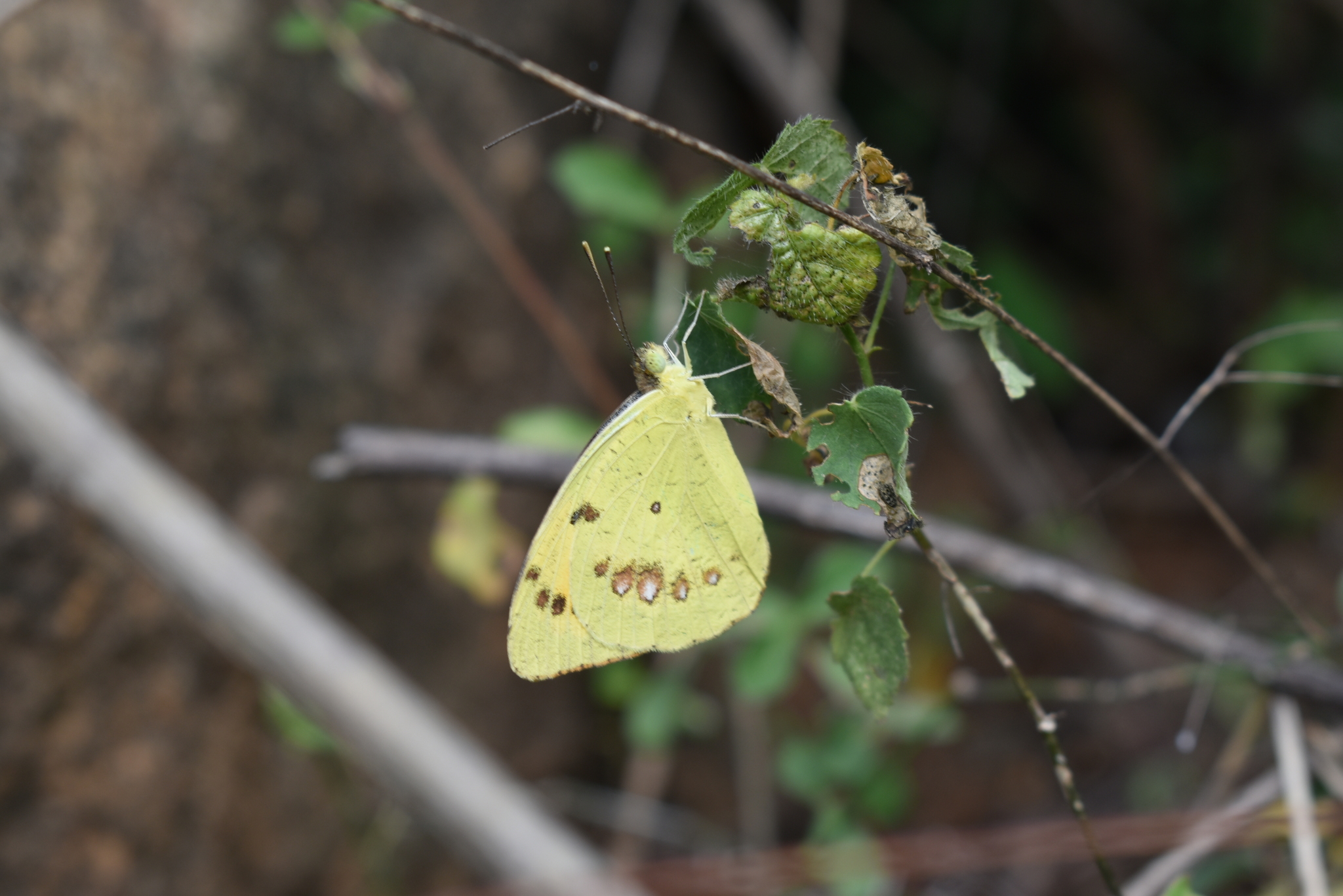 White Orange-Tip