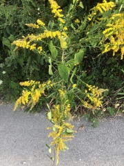 Solidago