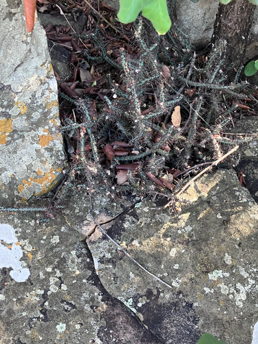Euphorbia aeruginosa, photograph 4