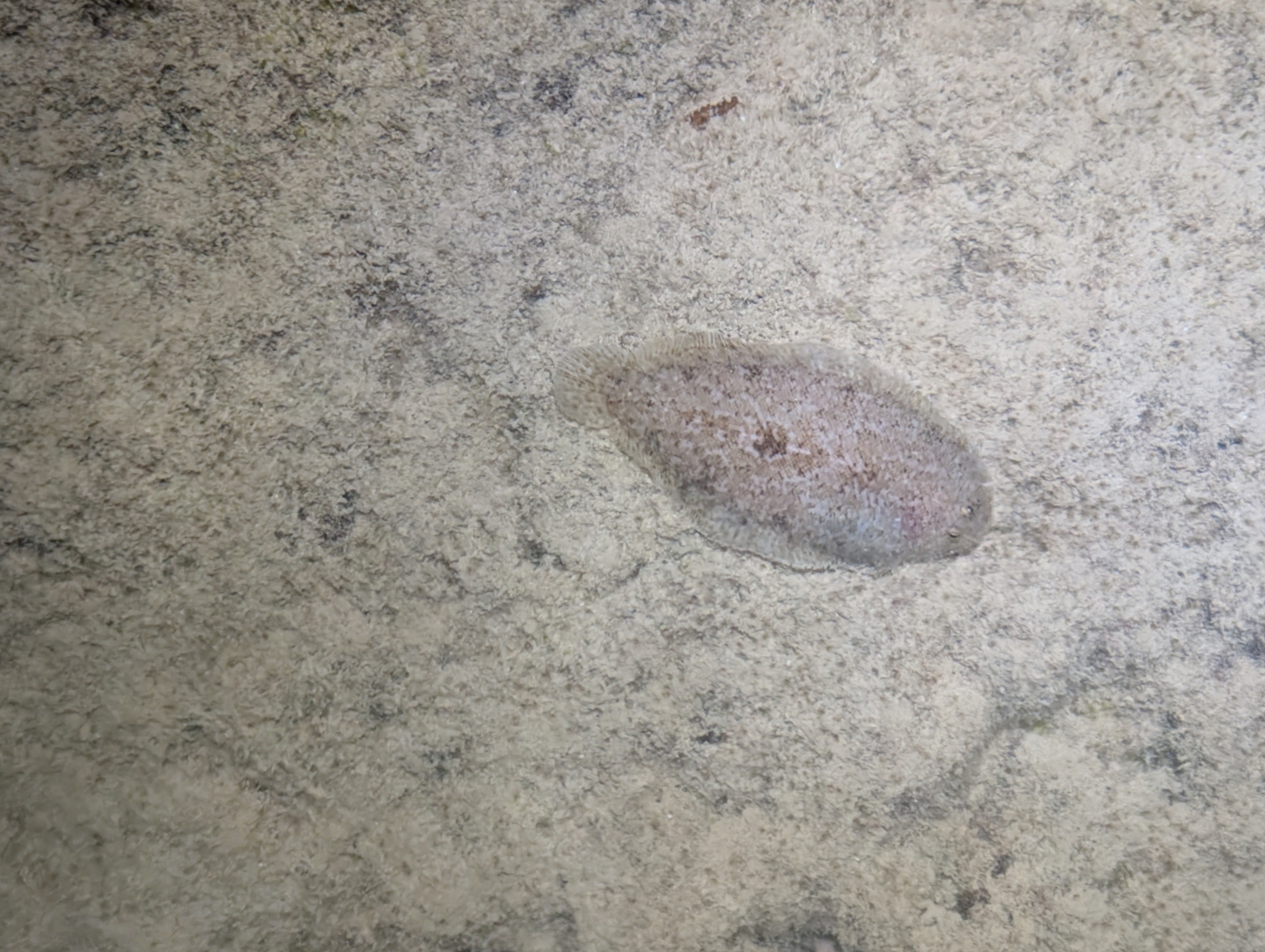Therese's Sole photo 6