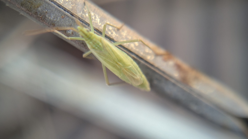 Trigonotylus psammaecolor