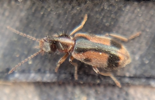 monoceros beetle, Noordwijk, Nederland, photo 8 of 10