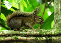 Sciurus pucheranii