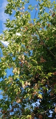 Acer negundo
