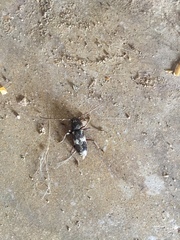 Enaphalodes taeniatus