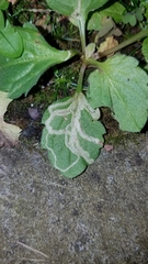 Phytomyza albiceps group