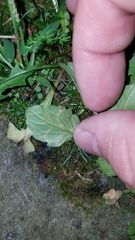 Phytomyza albiceps group