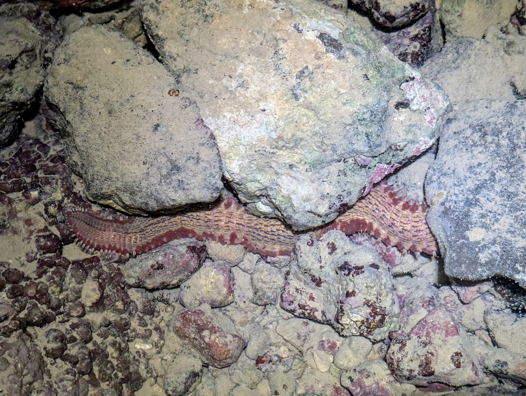 Pherecardia distincta