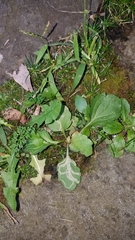 Phytomyza albiceps group