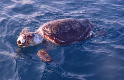 Caretta caretta