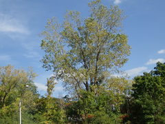 Populus deltoides deltoides