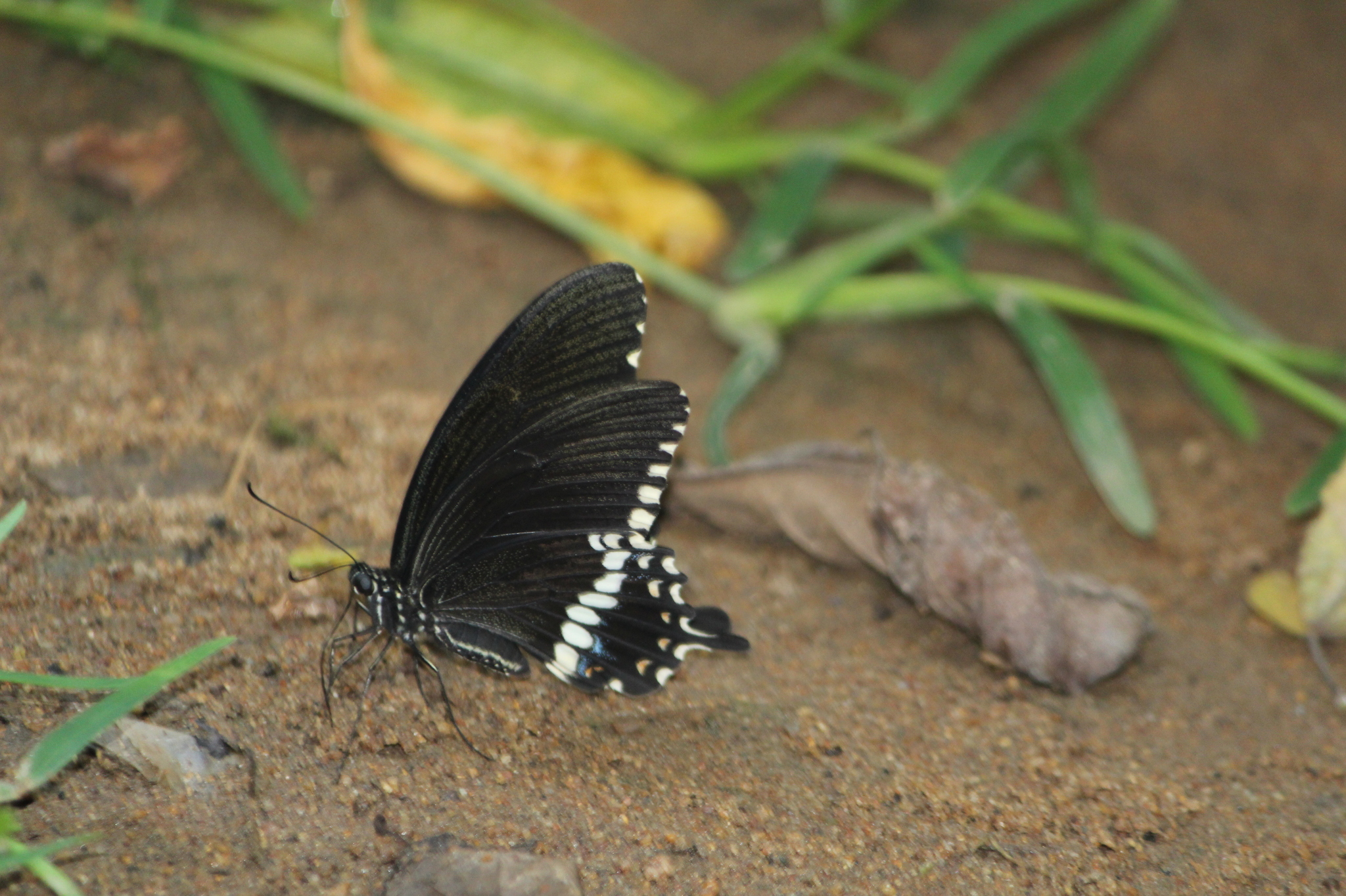 Common Mormon