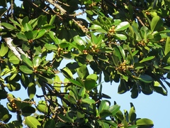 Ficus clusiifolia