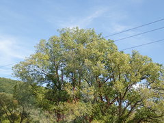 Populus deltoides deltoides