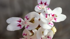 Stylidium crossocephalum