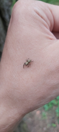 Juostuotasis pušinukas