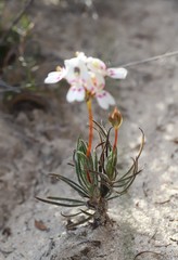 Stylidium crossocephalum