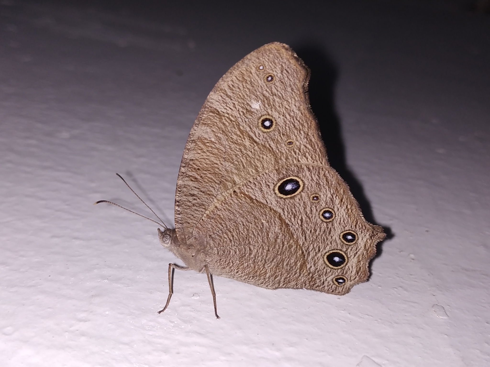 Common Evening Brown