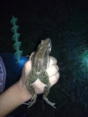 Leptodactylus insularum