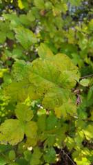 Rhus aromatica aromatica