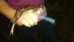Leptodactylus insularum