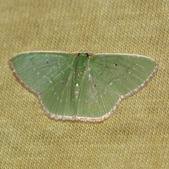 Image of Nemoria dentilinea