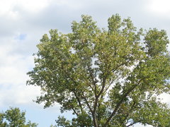 Populus deltoides deltoides