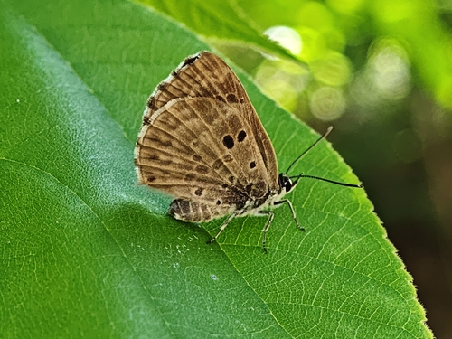 Niphanda fusca