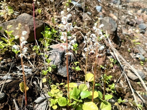 round-leaved wintergreen