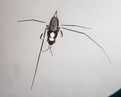 Gerromorpha