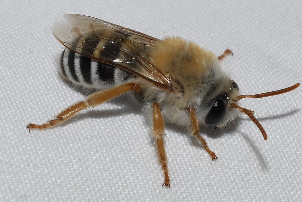 Caupolicana ocellata