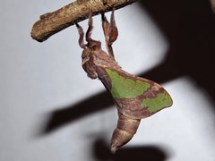 Aenetus tindalei