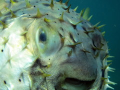 Dicotylichthys punctulatus