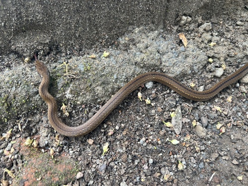 Spotted Genuine-Snake