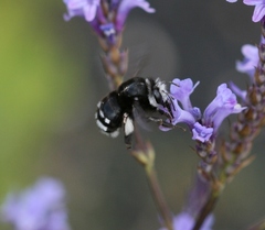 Anthophora alluaudi