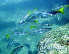 Dinolestes lewini