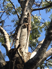 Chlamydosaurus kingii