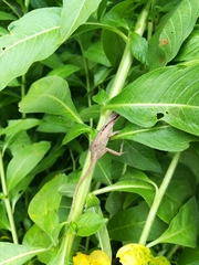 Anolis gaigei
