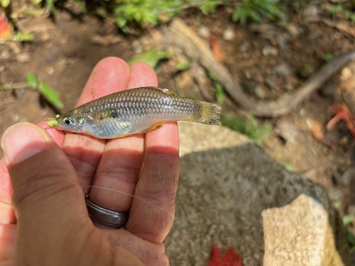 Hubers knife livebearer (Alfaro huberi) — Poeciliidae