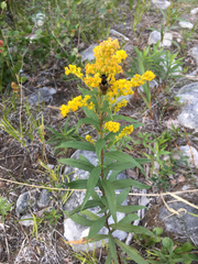 Solidago lepida lepida
