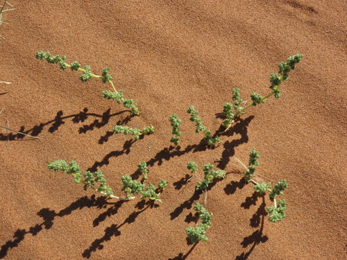 Trianthema hereroense (Trianthema hereroense)