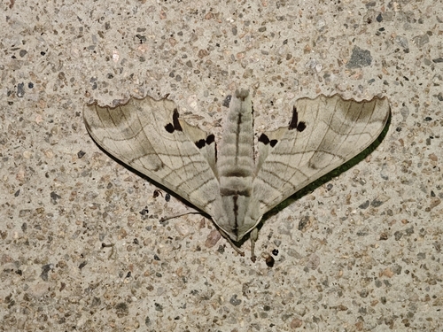 Marumba maackii ochreata